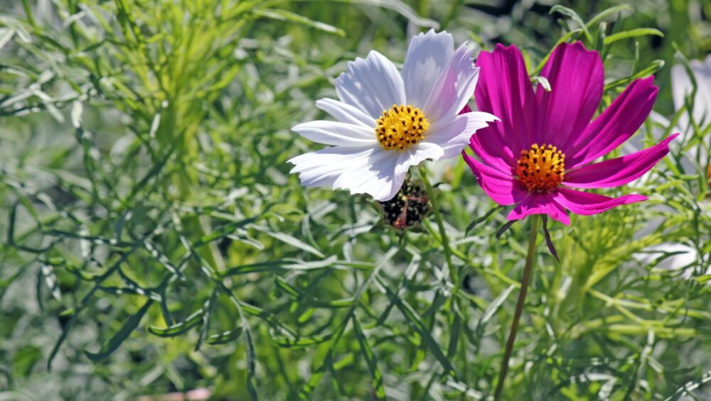 Two different-colored flowers next to each other