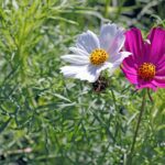 Two different-colored flowers next to each other