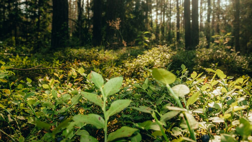 Ecosystem graphic – forest in background and smaller plants sunlit in foreground