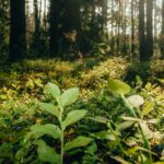 Ecosystem graphic – forest in background and smaller plants sunlit in foreground