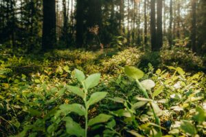 Ecosystem graphic – forest in background and smaller plants sunlit in foreground